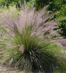 Https Www Plantdelights Com Collections Decorative Ornamental Grasses Tall Small D Ornamental Grasses Ornamental Grasses For Shade Ornamental Grass Landscape