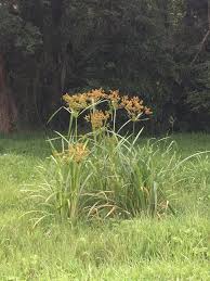 Image result for Cyperus dives