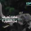 ‫معلومات عن الفيل من mawdoo3.com‬‎