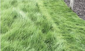 Image result for Agrostis products
