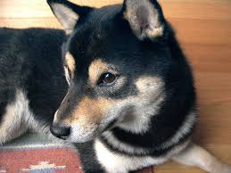 Black And Tan Shiba Inu Dachshund Mix Black Shiba Inu With Images Shiba Inu Dog Shiba Inu Shiba Inu Puppy