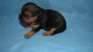 #198767 rottweiler puppies for sale boys and girls born yesterday both mum and dad can be seen pups will come with the fol. 40 Puppies For Sale Ideas Puppies Puppies For Sale Dogs And Puppies