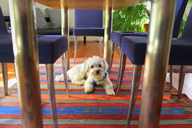 How to get rid of dog odor in house. How To Get Rid Of Awful Smells When Selling Your House Houselogic