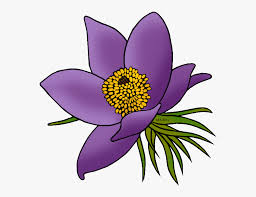 It was finally adopted in 2004 (25 os § 92). State Floral Emblem Of South Dakota South Dakota State Flower Drawing Free Transparent Clipart Clipartkey