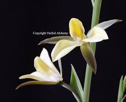 Image result for Eulophia streptopetala