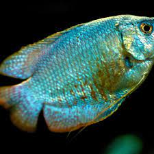 There is no question she is ready. Is Your Gourami Male Or Female