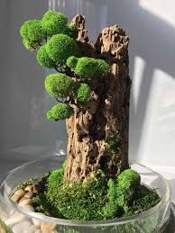 Home Artreecompany Com Home Artreecompany Com Artreecompany Artreecompanycom Climbingroses Dah In 2020 Miniature Garden Succulent Terrarium Bonsai Plants