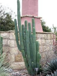 Even with the fast growth rate, this cactus is susceptible to fungal infections like having seen the san pedro cactus growth rate is fast lets us learn how to propagate it. San Pedro Cactus Trichocereus Pachanoi Thorny Bastards