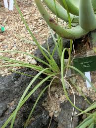 Image result for Aloe wildii