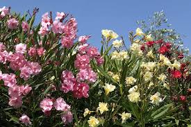 While deer may eat fruits all year round, they usually rely on this food source to provide them the extra energy they need during autumn. How To Grow And Care For Oleander Shrubs Gardener S Path