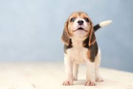 Beagle puppies were originally bred to work in packs, so being around company makes them happiest. Puppy Dog Trainer In Clearwater Florida Unleash Fido