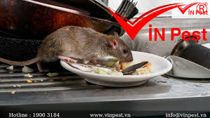 Những điều chưa biết về chuột nhắt và tác hại của nó gây ra