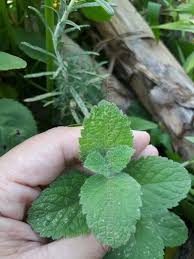 But what does that really mean? Healthy Nurul Beauty Difference Between Apple Mint And Spearmint That I Grow At Home