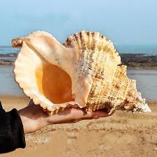 Certain shells, the ocean can hear you. Buy Natural Tutufa Rubeta Conch Shells Coral Sea Snail Home Ornament Fish Tank Decor At Affordable Prices Free Shipping Real Reviews With Photos Joom