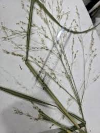 Image result for Panicum trichoides