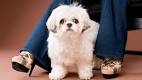 Shih-Poo - Shihpoo Puppies for Sale - Next Day Pets