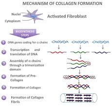 Collagen Synthesis Google Search Collagen Dna And Genes Transcription And Translation