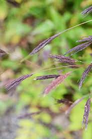 Image result for Arthraxon