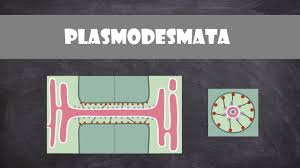 Plant cells must work together as part of a multicellular organism (the plant); Plasmodesmata Structure And Function Plant Biology Youtube