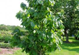 Paw paw, michigan is in usda hardiness zones 6a paw paw, michigan hardiness zone map. Products Pawpaw Trees Grimo Nut Nursery