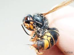 Résultat de recherche d'images pour "giant hornet japan"