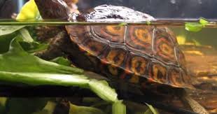 Ornate Wood Turtle Wood Turtle Turtle Habitat Turtle