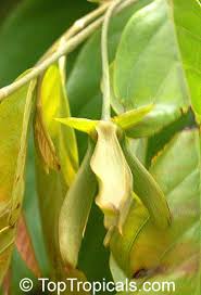 Image result for Friesodielsia