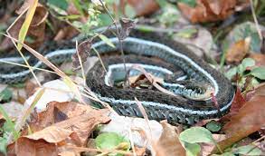 Blue Striped Garter Snake Thamnophis Sirtalis Similis Snake Blue Garter