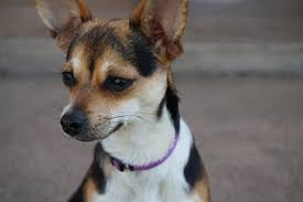 Click here for learn about rats lifespan how long do rats live? The Chihuahua Terrier Mix Breed Guide Top Facts Animal Corner