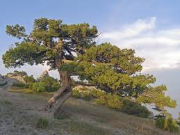 Small and miniature evergreen conifer trees or shrubs such as compact junipers, pine trees, cypress shrubs, yews, and spruce trees are easy to grow and look after. Juniper Tree Varieties Is Juniper A Tree Or Bush