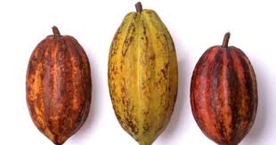 L Histoire Du Chocolat Histoire Du Chocolat Chocolat Charlie Et La Chocolaterie
