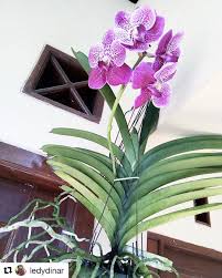 Bagaimana Supaya Anggrek Vanda Cepat Berbunga Petani Ngasih Tips Semprot Dengan Campuran B1 Ke Akarnya 1 2 Minggu Sekali Aja Anggrek V Anggrek Bunga Petani