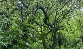 Image result for Pisonia