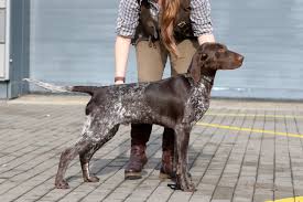 Image result for německý ohař krátkosrstý