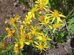 Image result for Senecio ruwenzoriensis
