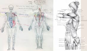 If you are looking to improve your figure drawing or portraiture skills, you work with an anatomy book or video series as you practice. Anatomy Drawing 3 20 4 17 Lovefunart International Education