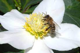 Explore 10 best flower plants that attract bees to your garden. Best Honey Plants To Help Save Bees Celebrate World Bee Day