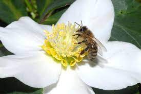 What flowers do bees like in spring. Best Honey Plants To Help Save Bees Celebrate World Bee Day