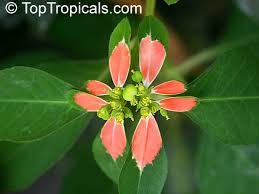 Image result for Euphorbia hyssopifolia
