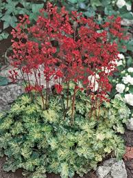 Leaves are oval and pointed. Coral Bells Heuchera Coral Bells Heuchera Plants
