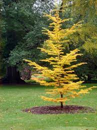 This section is from the book the gardener's monthly and horticulturist v26, by thomas meehan. Fall Needle Drop A Natural Phenomenon In Conifers Msu Extension