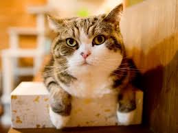 とろける顔ととろけない顔 melting face and not melting face 私信 まるです 可愛すぎる動物 まる 猫 顔