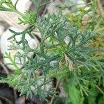 Image result for Verbena aristigera