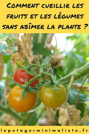 Comment Cueillir Les Fruits Et Les Legumes Sans Abimer La Plante Tomate Planter Tomates Cueille Fruit Potager Permaculture
