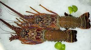 Maybe you would like to learn more about one of these? Lagosta Viva E Na Peixaria Z13