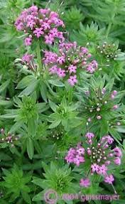 Phuopsis Stylosa Purpurglut Scheinwaldmeister Garten Stauden Und Gartenblumen