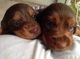 Akc registered miniature dachshund puppies for sale in texas. Dachshund Puppies For Sale For Sale In San Antonio Texas Classified Americanlisted Com