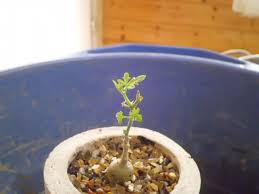 Image result for Kedrostis nana