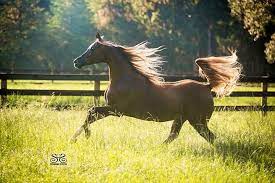 flaxen chestnut arabian mare photo by stunning steeds horse photographer equine photographer horses