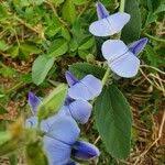 Image result for Crotalaria polysperma